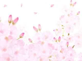 pink cherry blossom background