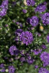 Many blossoms of a violet aster flower with green background. Vertical photo