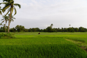 View of a lush green paddy field