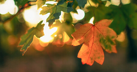 Fototapeta premium Autumn foliage background. Forest lush. Nature harmony. Peaceful morning woods. Colorful yellow green maple tree leaves in lens flare in bokeh defocused light.
