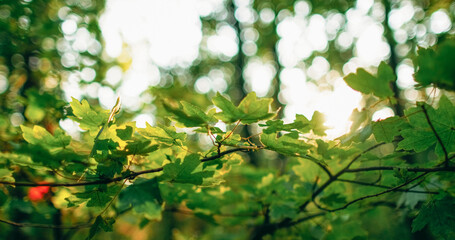Fototapeta premium Woods greenery background. Morning forest. Nature environment. Spring fresh maple trees foliage leaves in bokeh beam light lens flare sunshine.