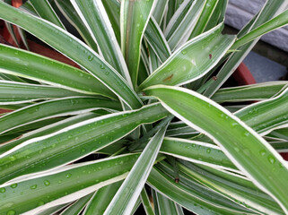 spider plant, Chlorophytum comosum, close up