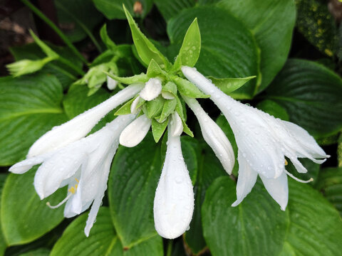 blooming Hosta plantaginea, August Lily plant, with rain drops