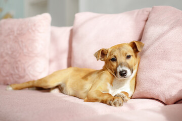 small dog on home pink cozy soft sofa