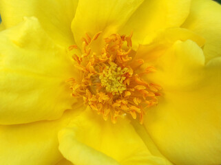 colorful roses in bloom close up