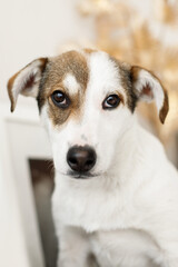 small dog portrain on shelf in home