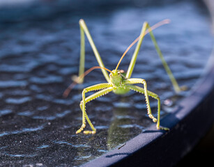 Detail of a large green Carolina Mantis insect