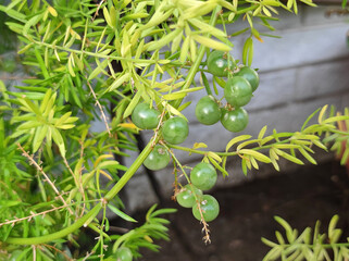 branch of asparagus plant with small green berries