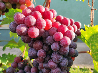 colorful ripe grapes in the vineyard, close up