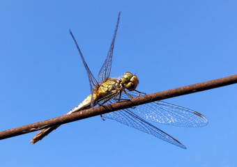 white-tailed skimmer, Orthetrum albistylum, dragonfly, close up