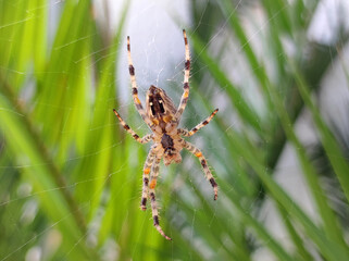 brown spider in the web on the palm leaf