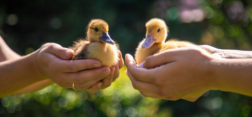 The farmers are holding two ducklings in their hands. Selective focus - Powered by Adobe