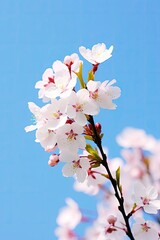 Cherry Blossom Against Clear Blue Sky.