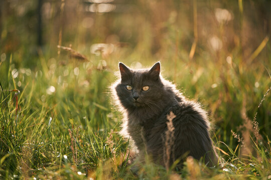Pet in the Sunset Glow. Portrait of a Gorgeous Cat Enjoying the Rural Serenity. A Beautiful Pet in Nature