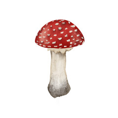 Beautiful illustration of an inedible fly agaric mushroom with a red cap and a white dot on a transparent neutral background