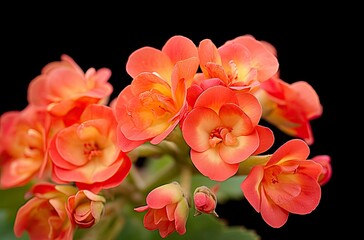 Kalanchoe Blossfeldiana.