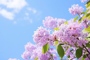 Lilac under blue sky.