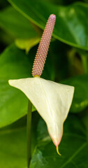 white flower of Anthurium aka tailflower, flamingo flower or laceleaf