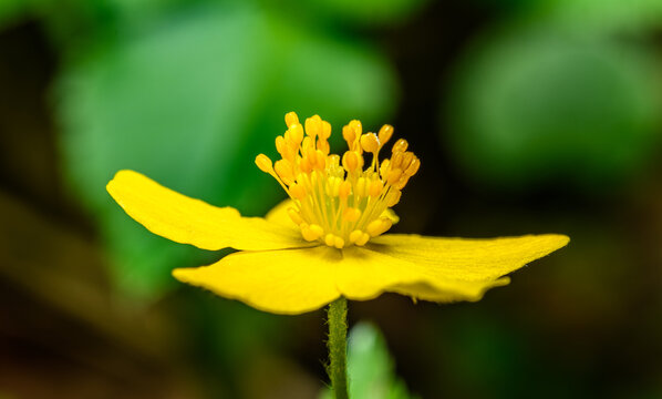 yellow flower of common silverweed (Argentina anserina or Potentilla anserina) aka silver cinquefoil
