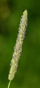 inflorescence of timothy grass in bloom detail isolated