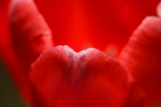 single red tulip flower petal detail