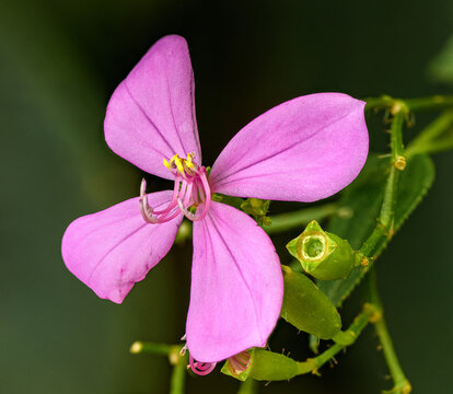 pink flower of savannah meadowbeauty (Rhexia alifanus)