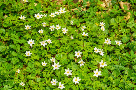 flowers of wood anemone (Anemone nemorosa) also known as windflower, thimbleweed, smell fox