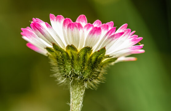 flower detail of white pink common daisy, known as lawn, English, or bruisewort (Bellis perennis)