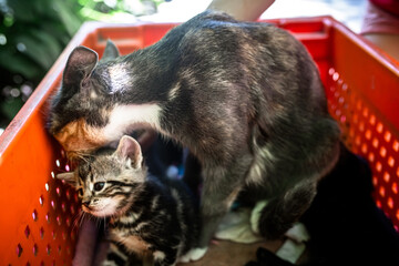 Cute and abandoned kittens find shelter in a plastic box.