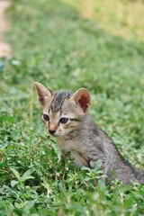Cute baby tabby kitten in the grass on a summer day
