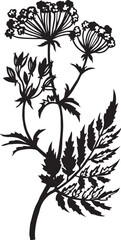 Sweet Cicely Kitchen herb. Hand drawn vector plant illustration