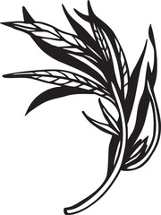 Tarragon Kitchen herb. Hand drawn vector plant illustration