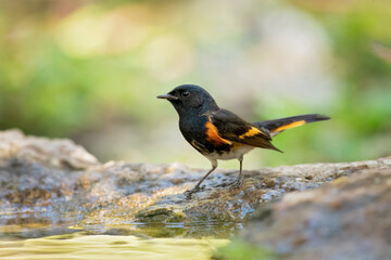 American redstart (Setophaga ruticilla) is a New World warbler. It is unrelated to the Old World