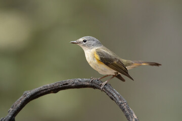 American redstart (Setophaga ruticilla) is a New World warbler. It is unrelated to the Old World