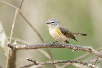 American redstart (Setophaga ruticilla) is a New World warbler. It is unrelated to the Old World