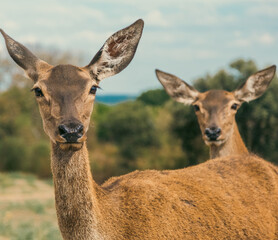 Deers