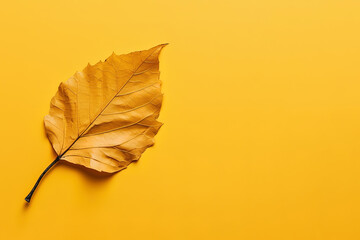 Autumn dried leaf on a yellow background with copy space