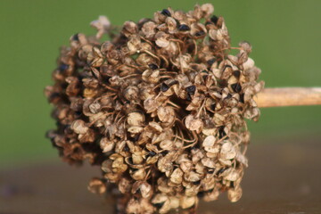 A dried onion flower, ready to be harvested for seeds