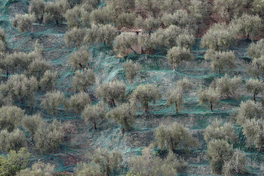 Olive trees being harvested, Badalucco, Imperia, Italy