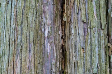 Close-up of a large tree with a sprawling trunk covered in vibrant green moss