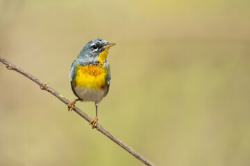 The northern parula (Setophaga americana) is a small New World warbler. 