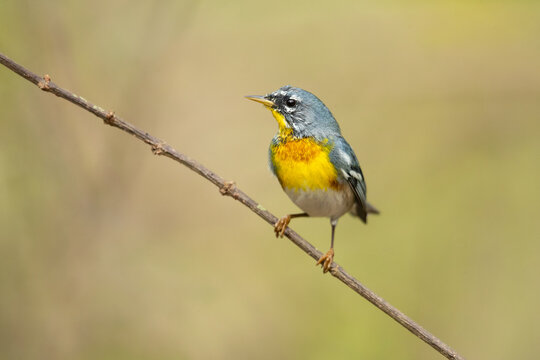 The northern parula (Setophaga americana) is a small New World warbler. 