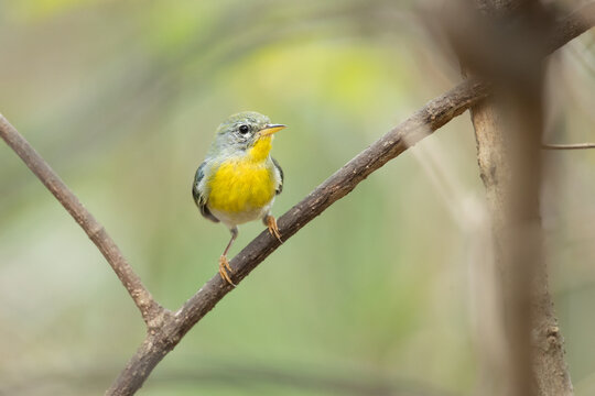 The northern parula (Setophaga americana) is a small New World warbler. 