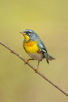 The northern parula (Setophaga americana) is a small New World warbler. 