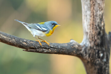 The northern parula (Setophaga americana) is a small New World warbler. 