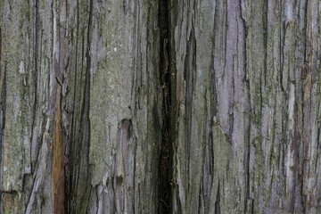 Close-up of a large tree with a sprawling trunk covered in vibrant green moss