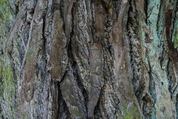 Close-up of a large tree with a sprawling trunk covered in vibrant green moss