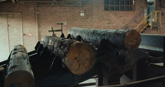 Pine tree log wood moves on belt inside lumber factory to saw machine 