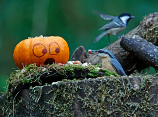 Nuthatch and a pumpkin in the woods