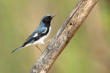 Black-throated blue warbler (Setophaga caerulescens) is a small passerine bird of the New World warbler family.